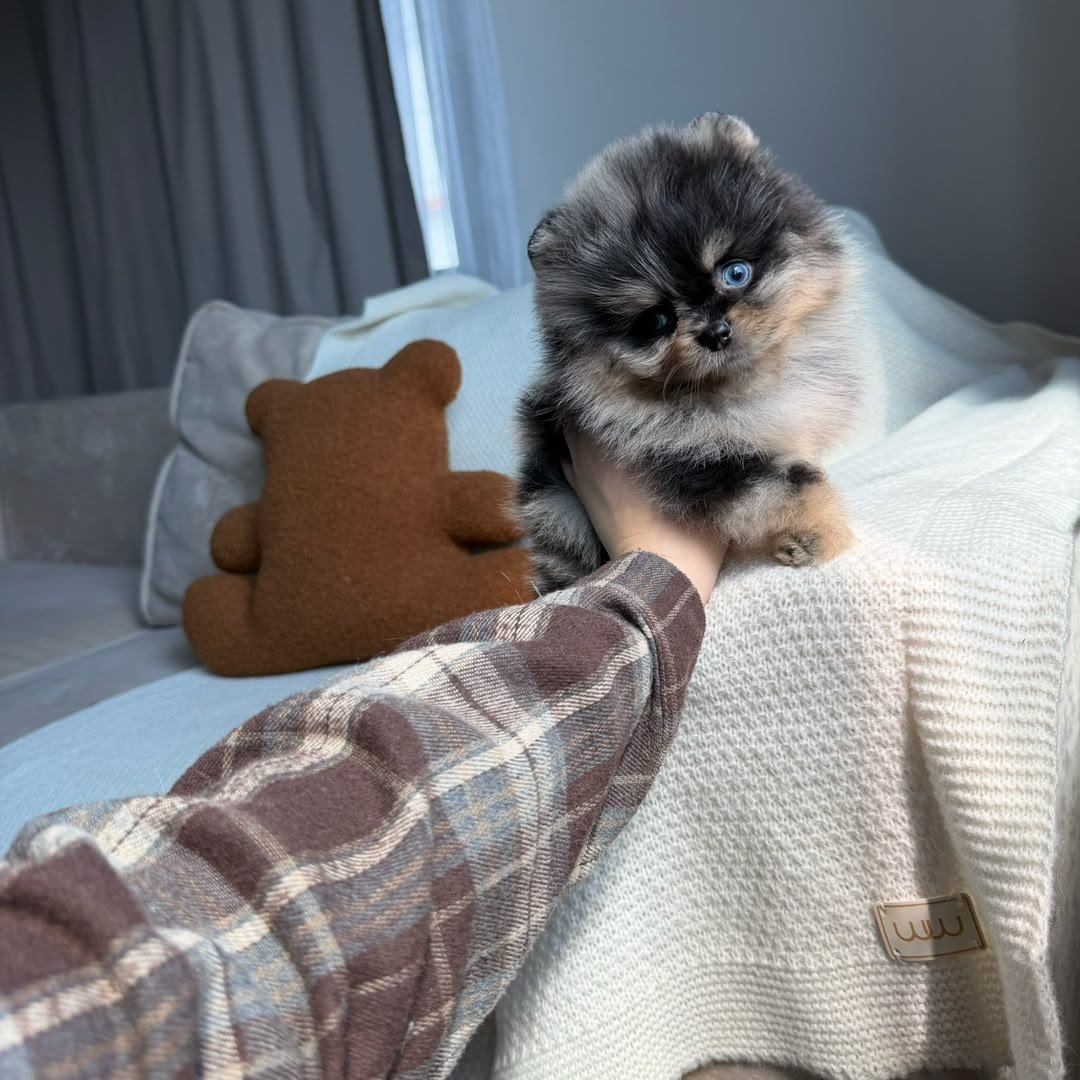 Jasper the blue merle Pomeranian