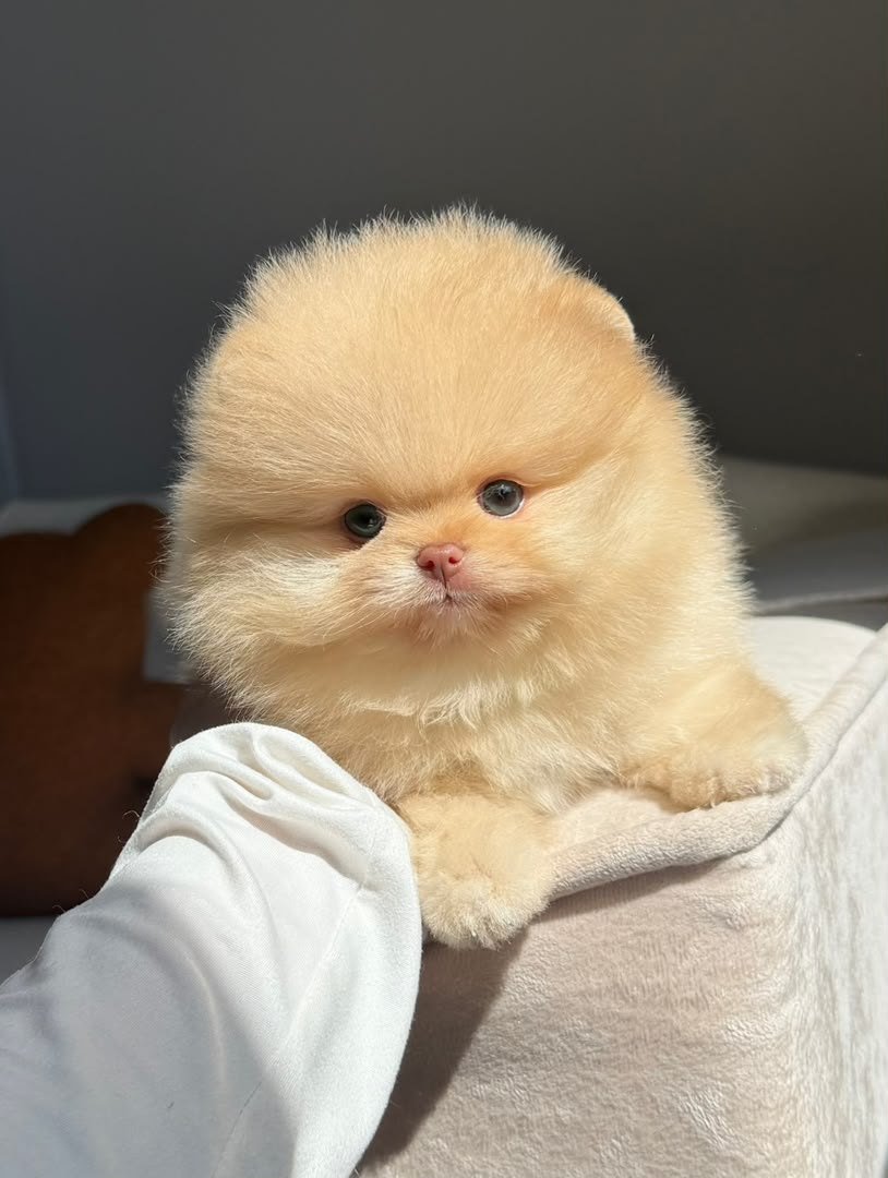 Cotton