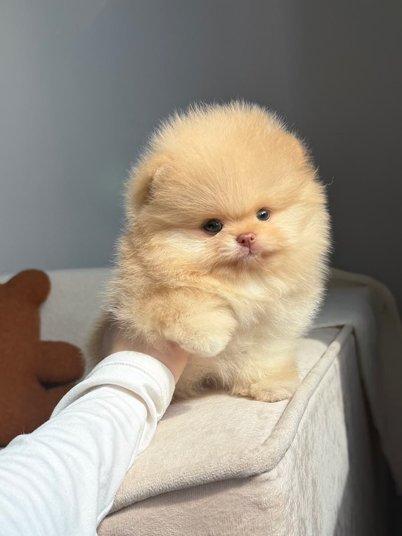 Cotton photo