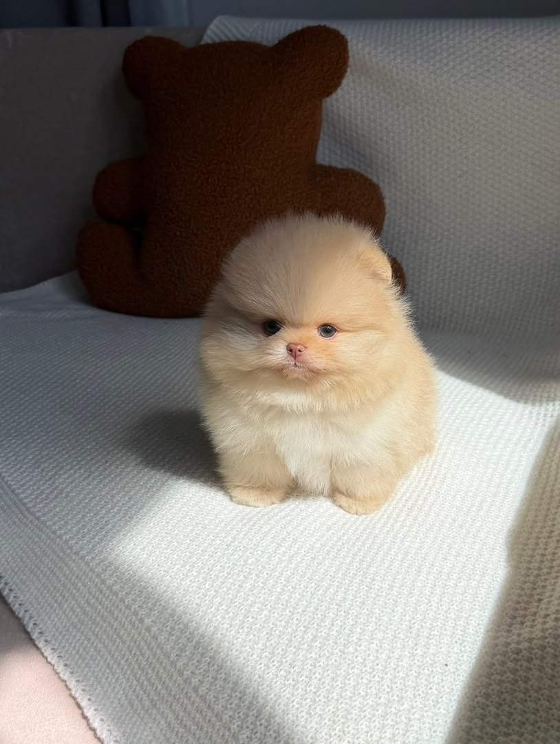 Cotton photo