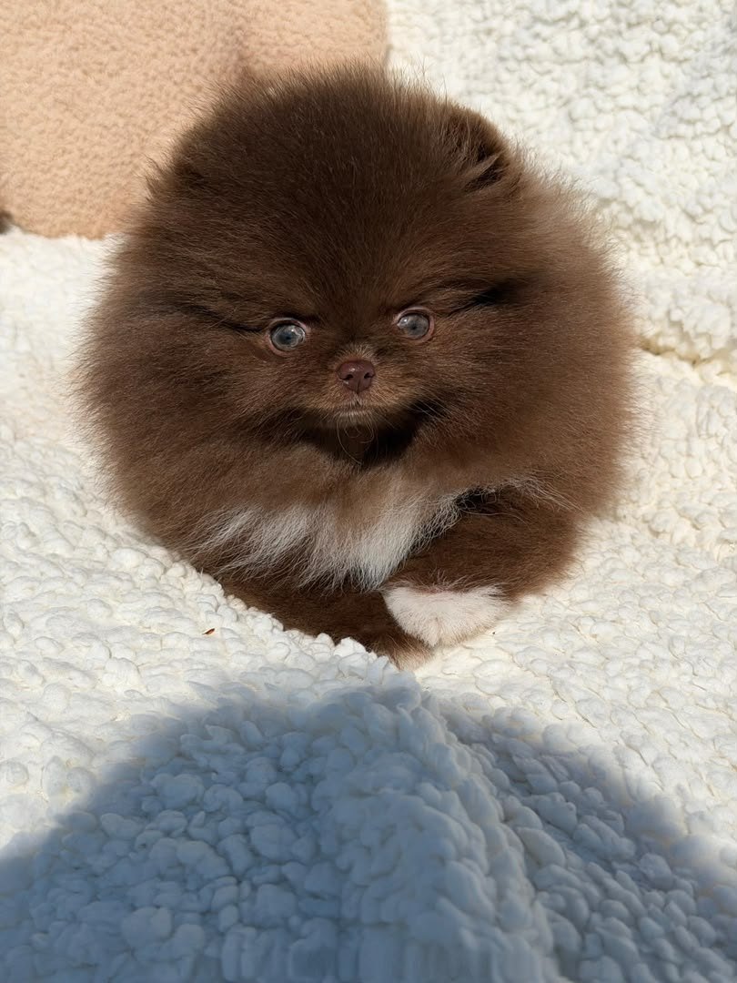 Cocoa