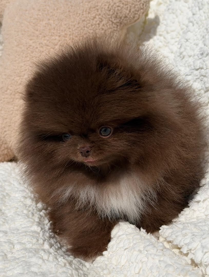Cocoa photo