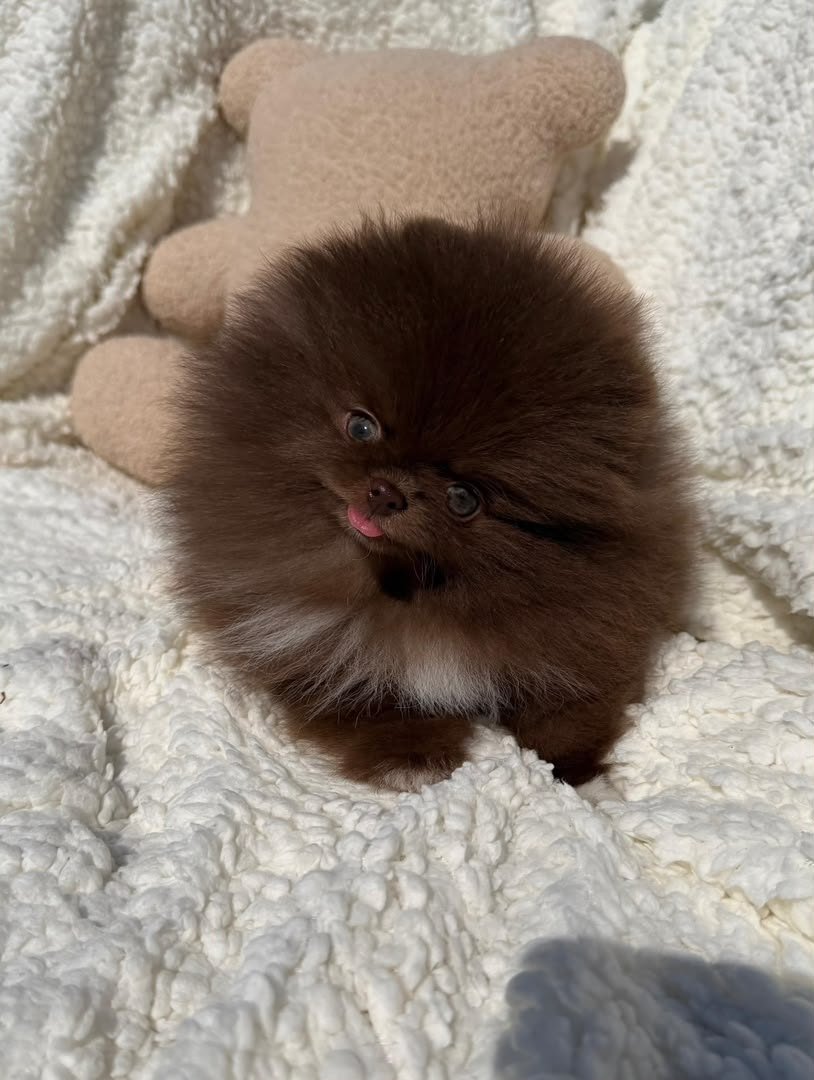 Cocoa photo