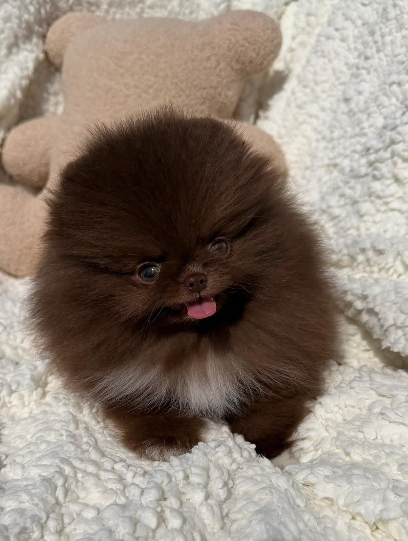 Cocoa photo