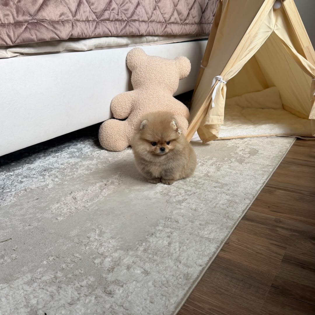 Honey photo