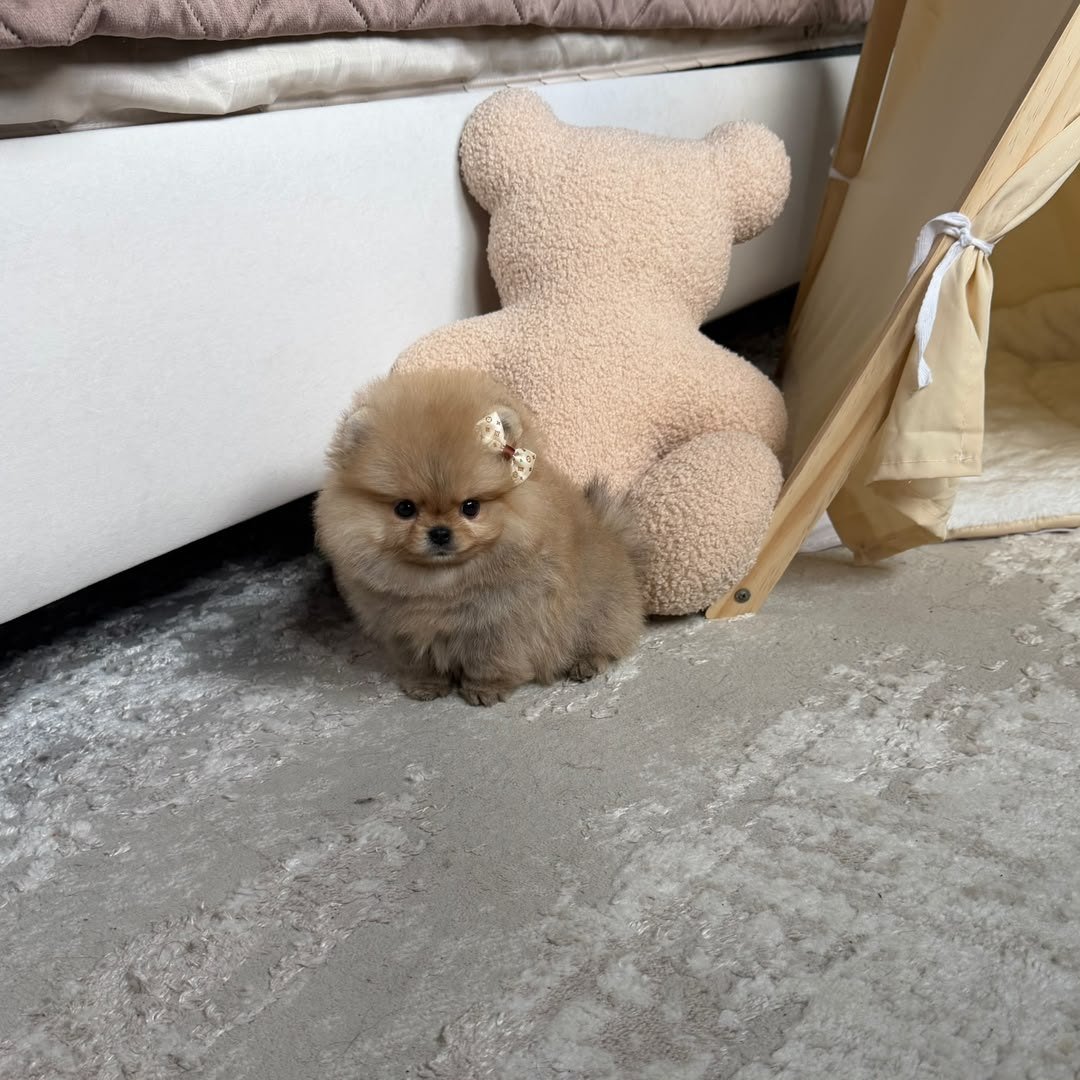 Honey photo