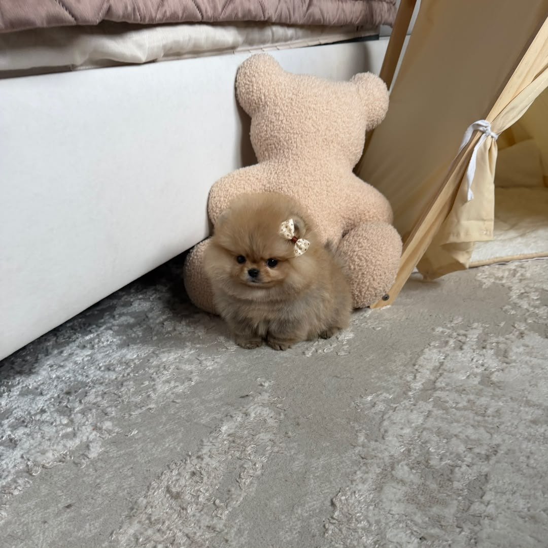 Honey photo