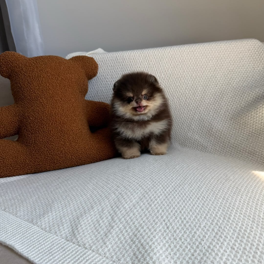 Mocha