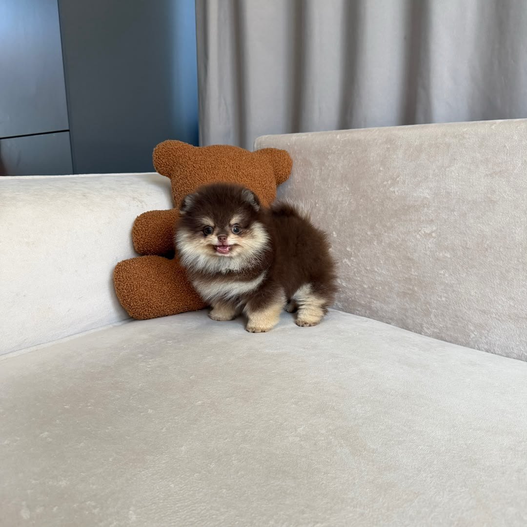 Mocha photo