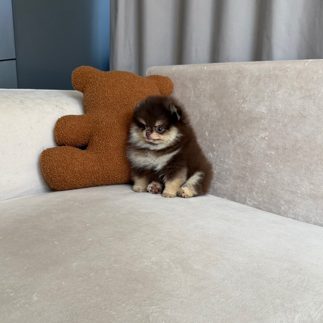 Mocha photo