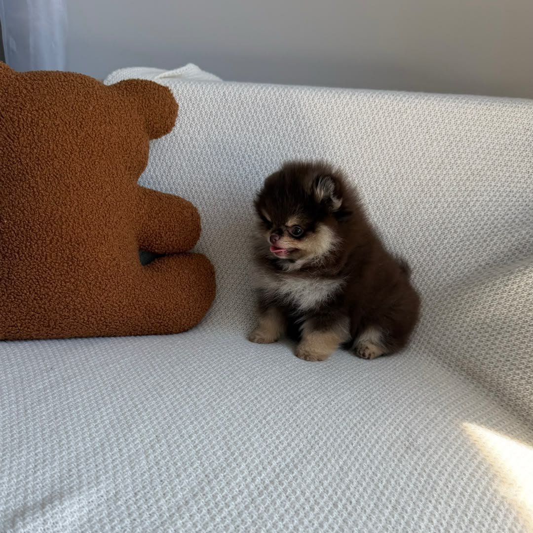 Mocha photo
