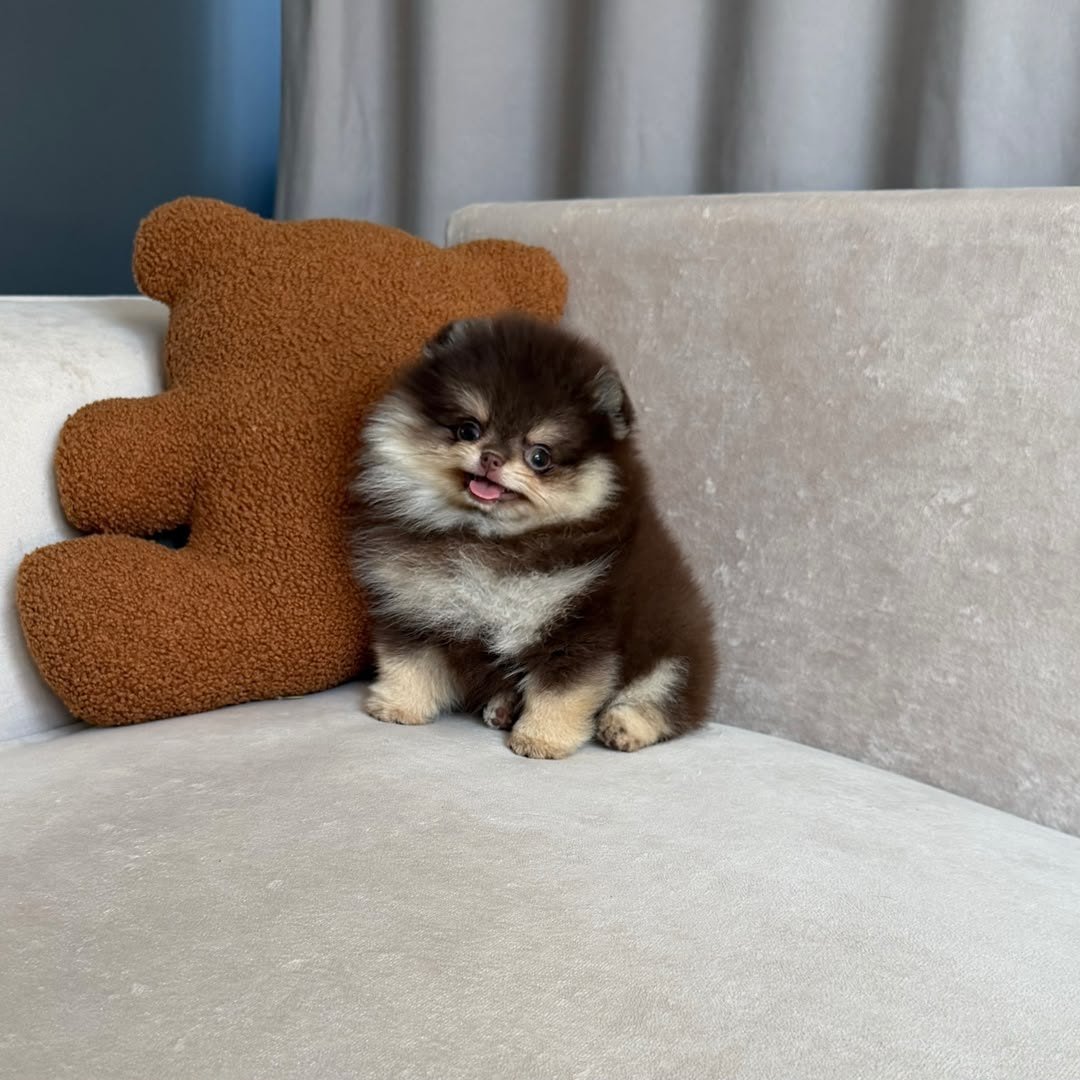 Mocha photo