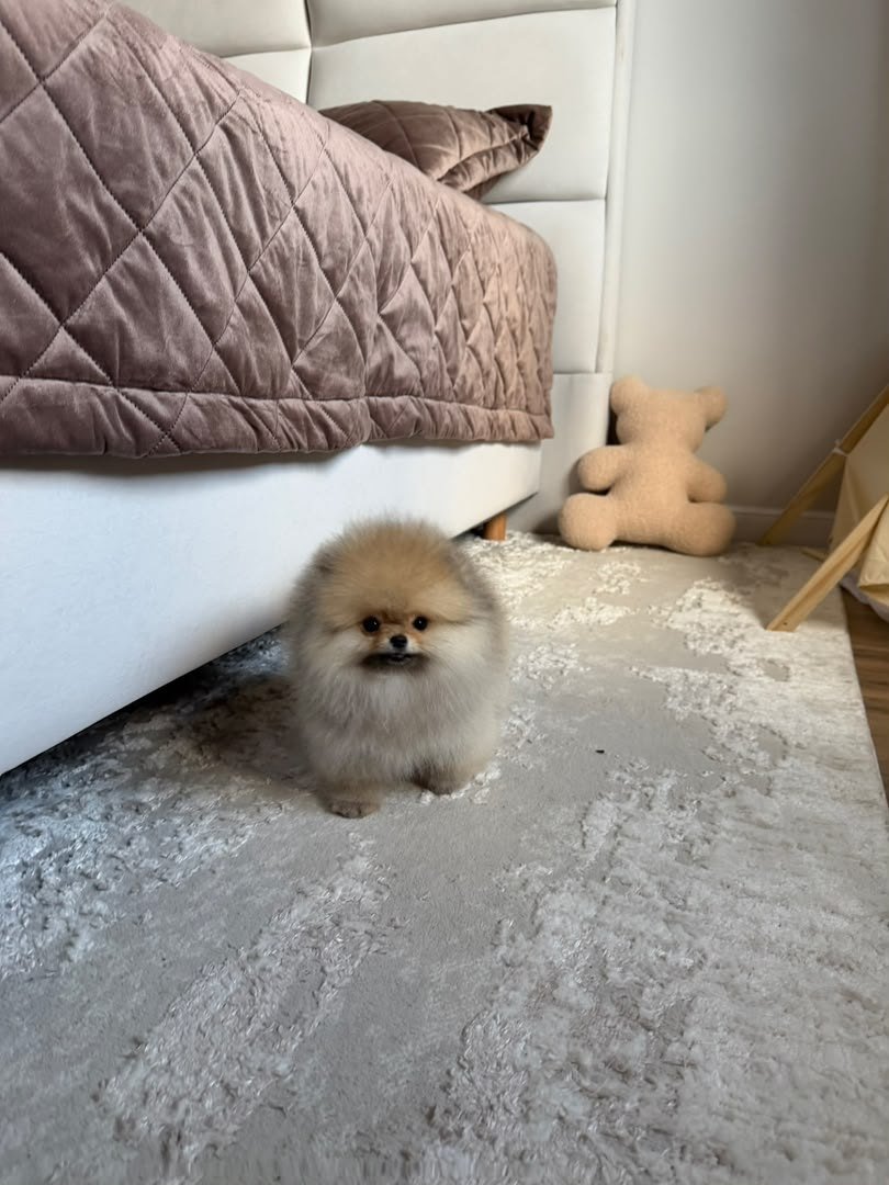 Cinnamon
