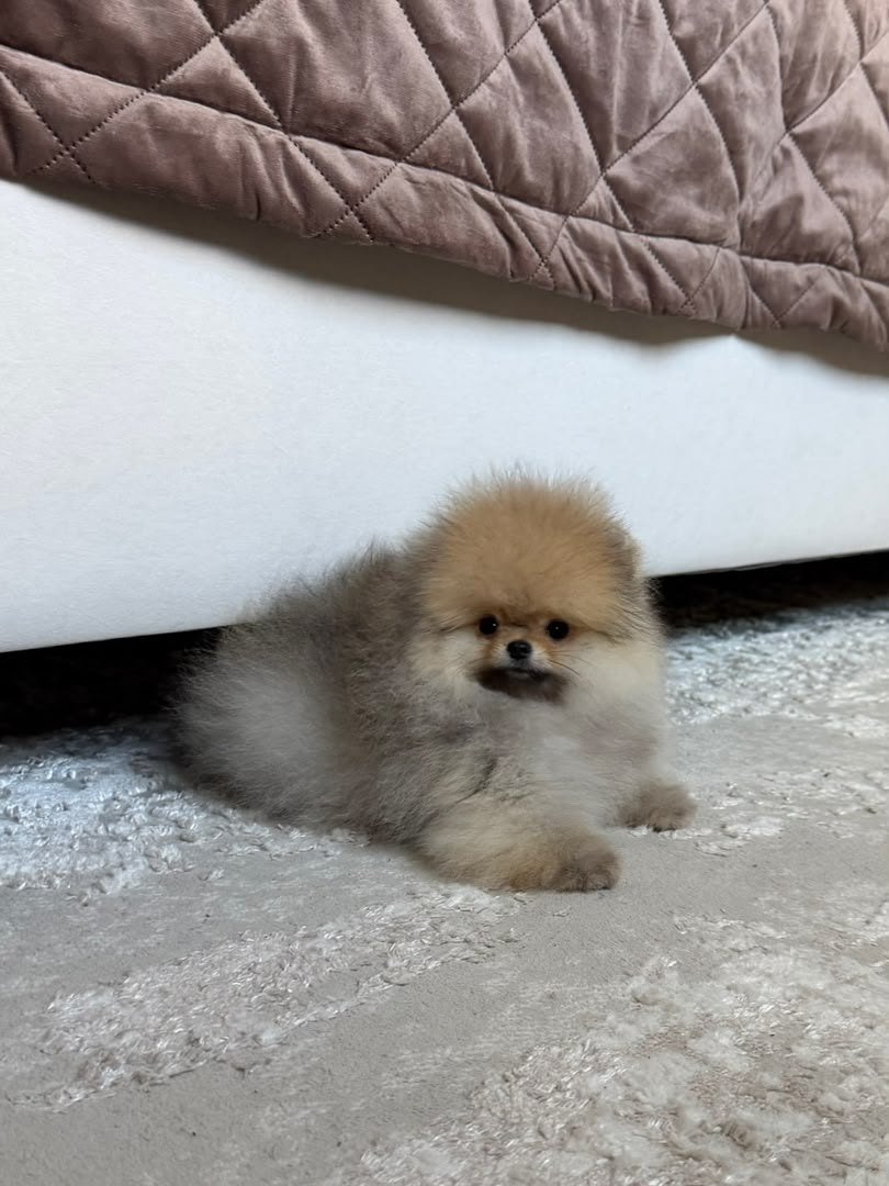 Cinnamon photo