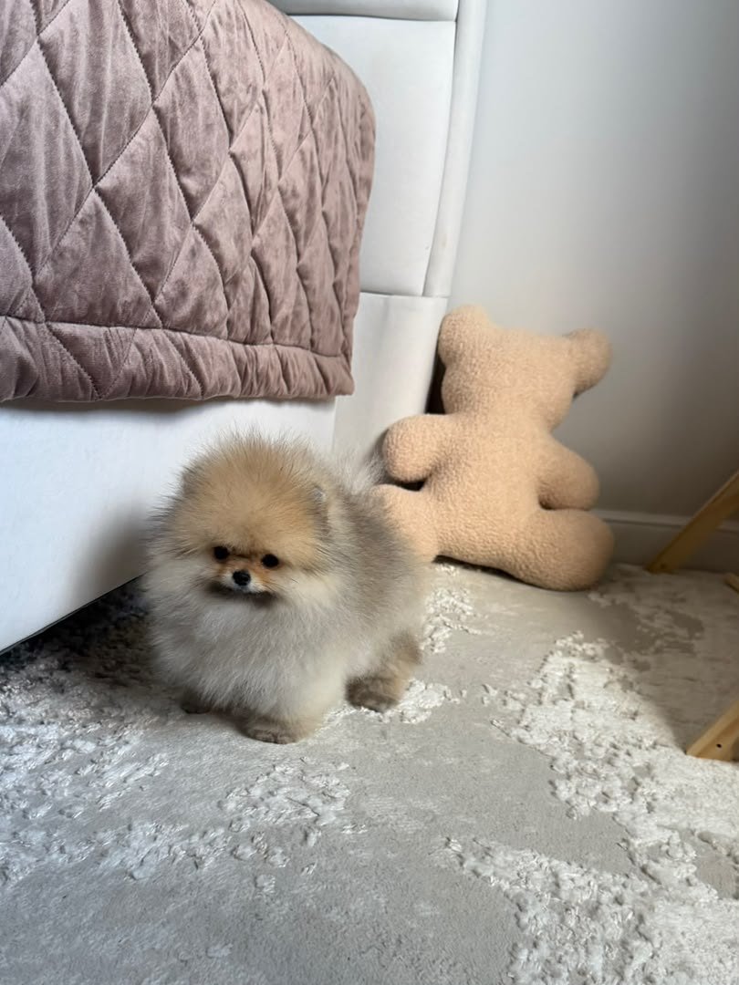 Cinnamon photo