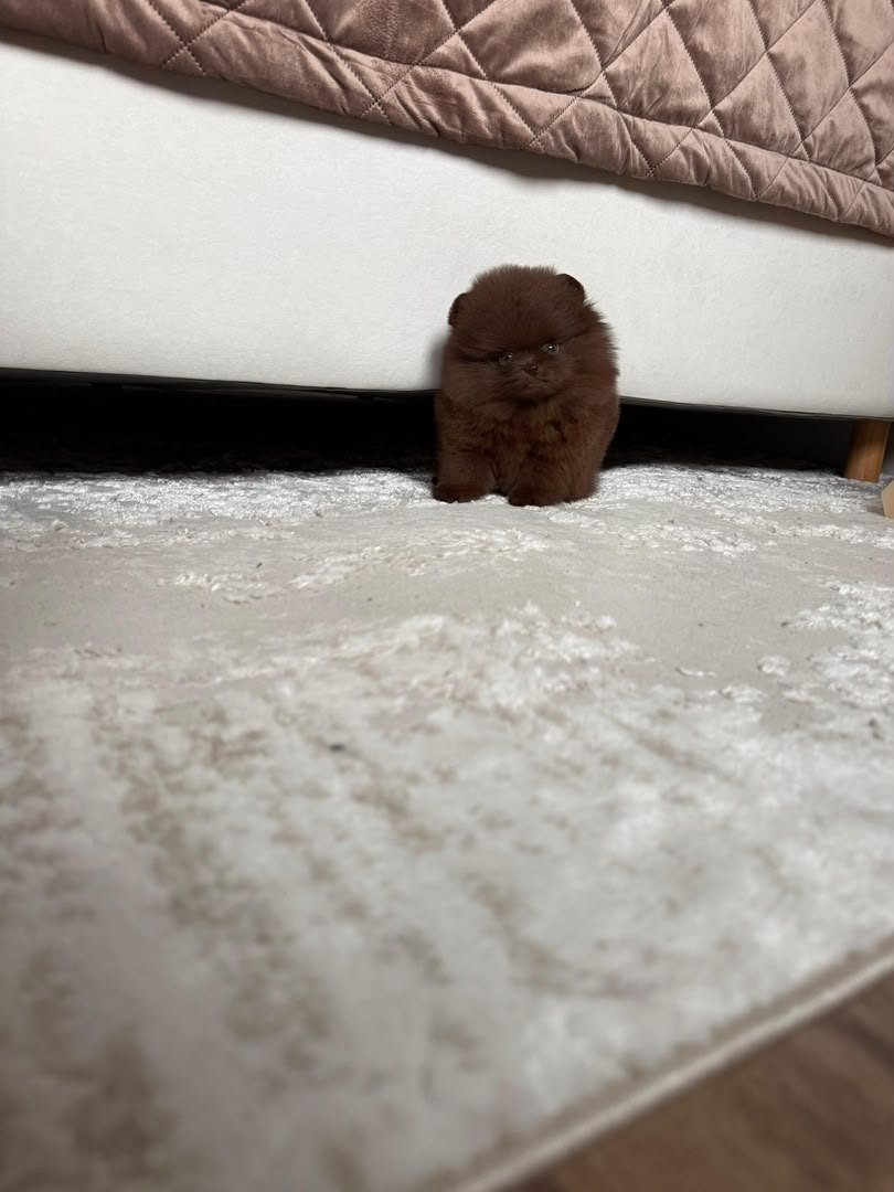 Truffle