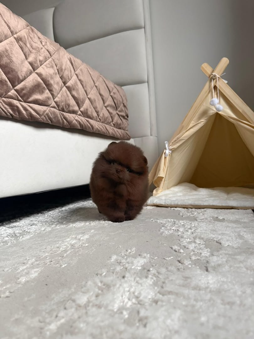 Truffle photo