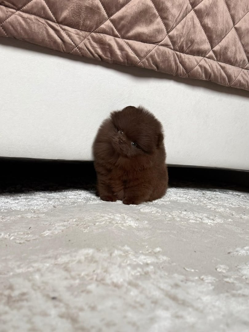 Truffle photo