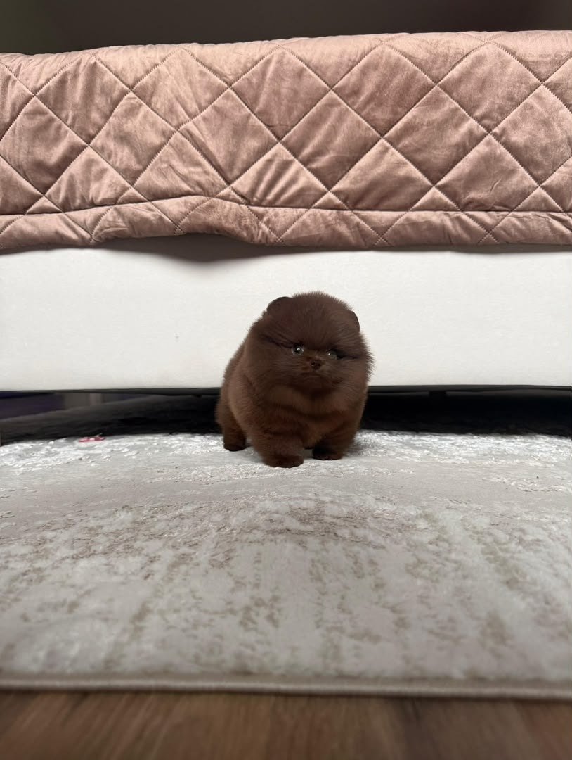 Truffle photo