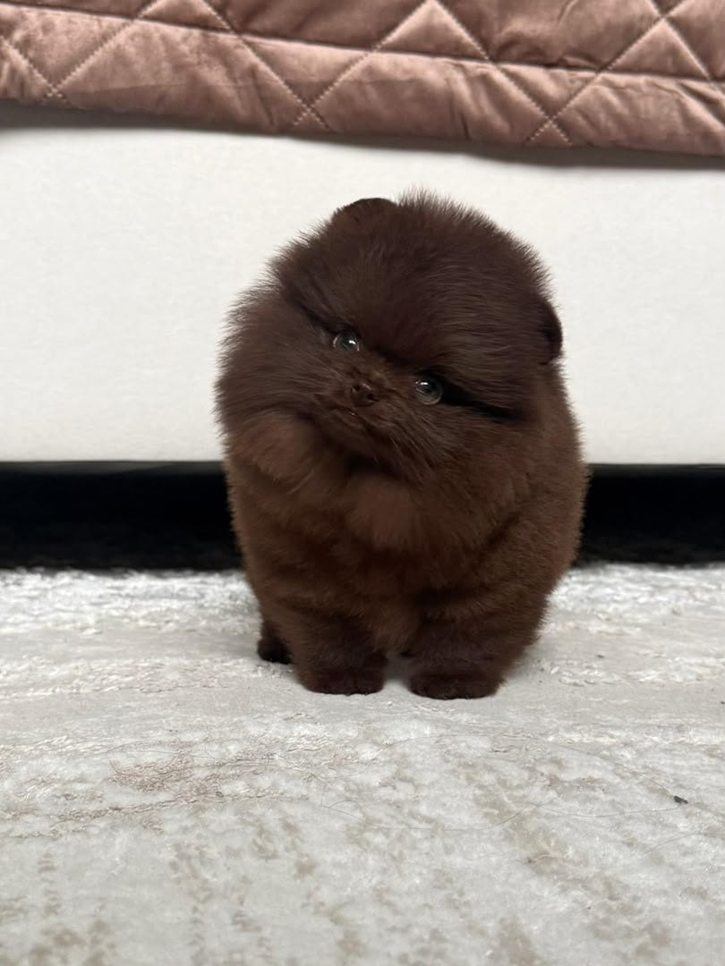 Truffle photo