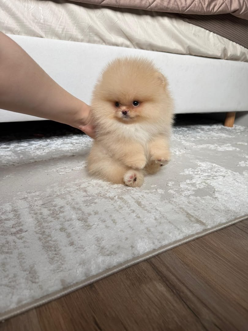 Butter