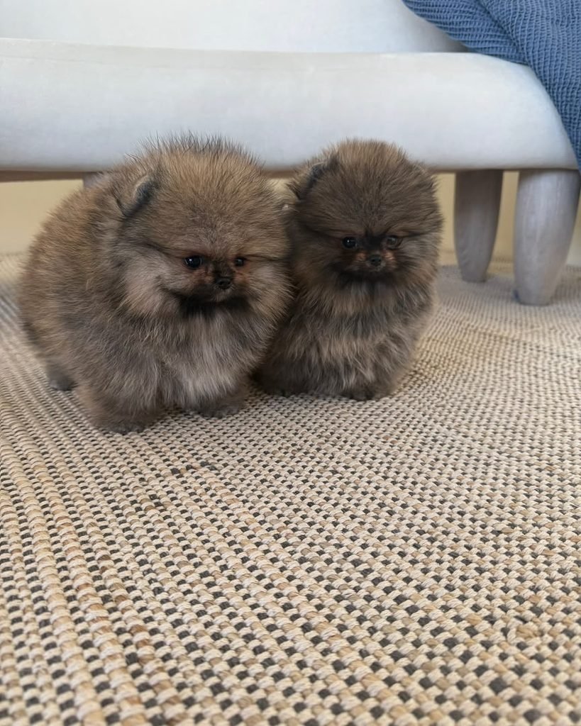 AKC Pomeranian Puppies for Sale