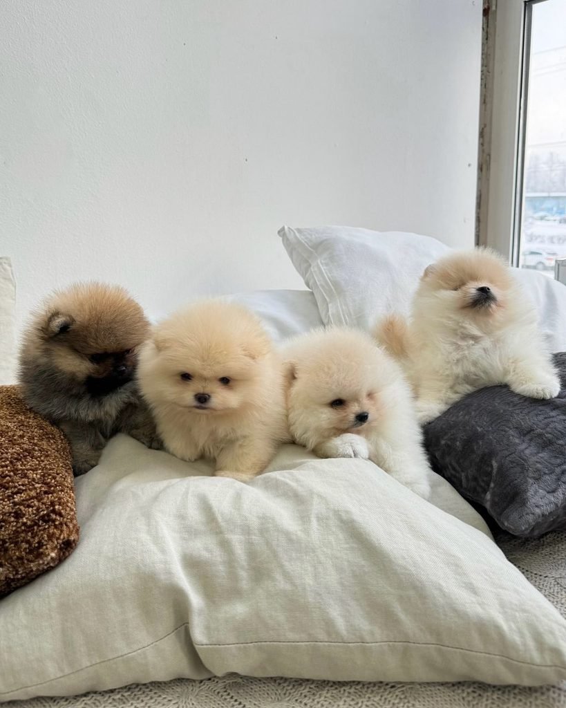 Healthy Pomeranian puppies for sale