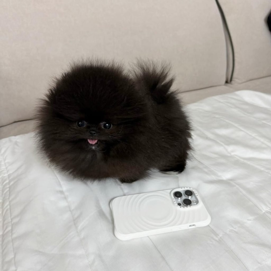 Black Pomeranian Puppies for Sale