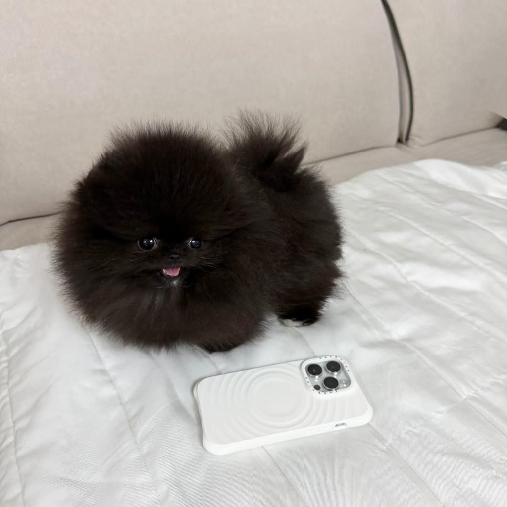 Black Pomeranian Puppies for Sale