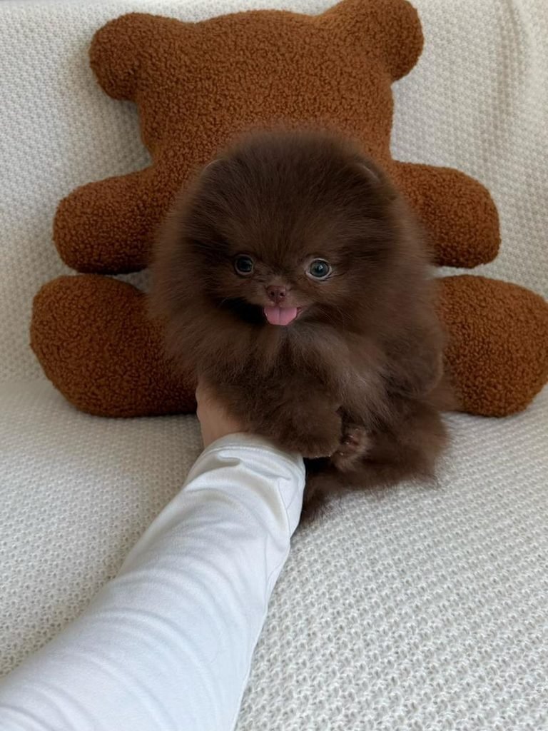 Chocolate Pomeranian puppy