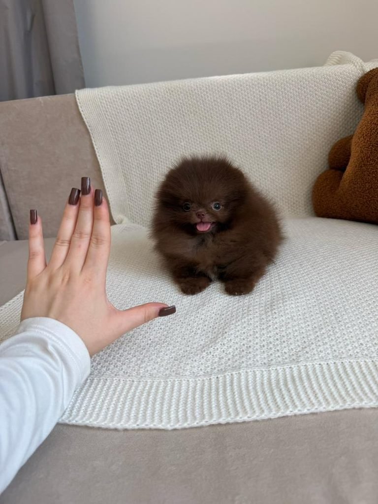 Chocolate Pomeranian puppy