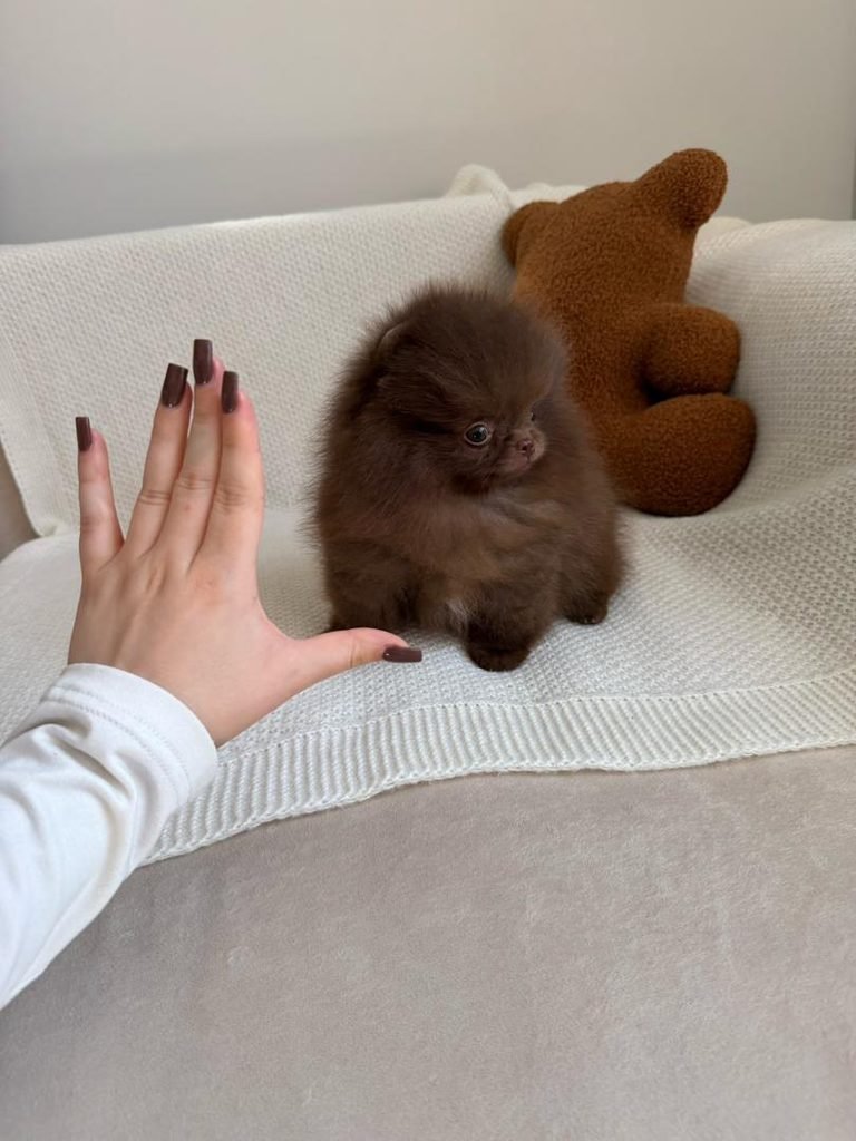 Chocolate Pomeranian puppy