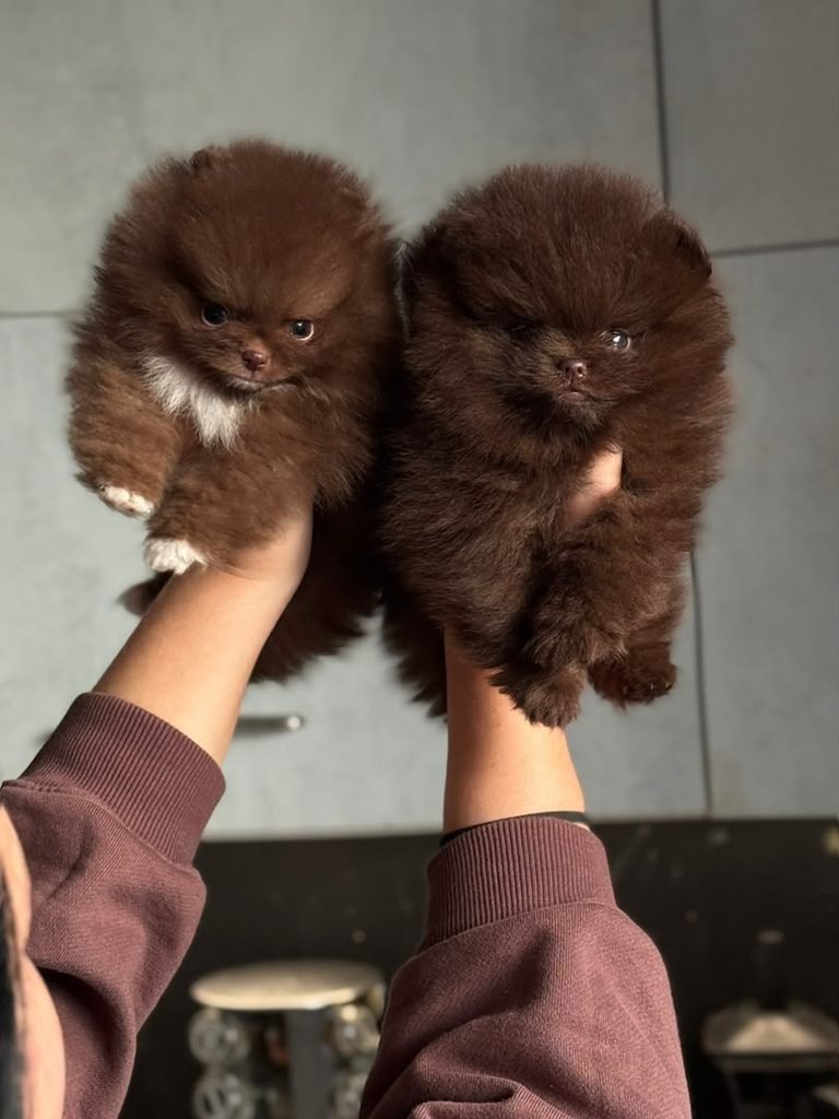Male And Female Chocolate Poms