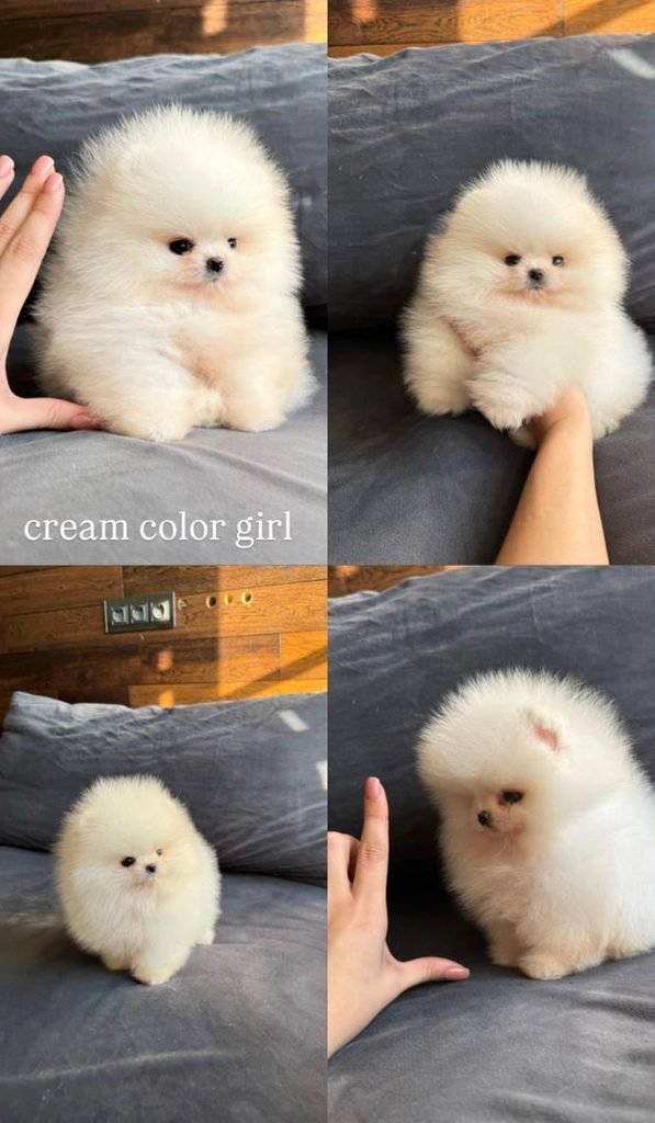 Cream Pomeranian puppies for sale