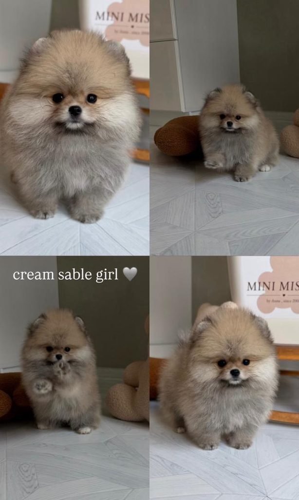 Fluffy Pomeranian Puppies for Sale
