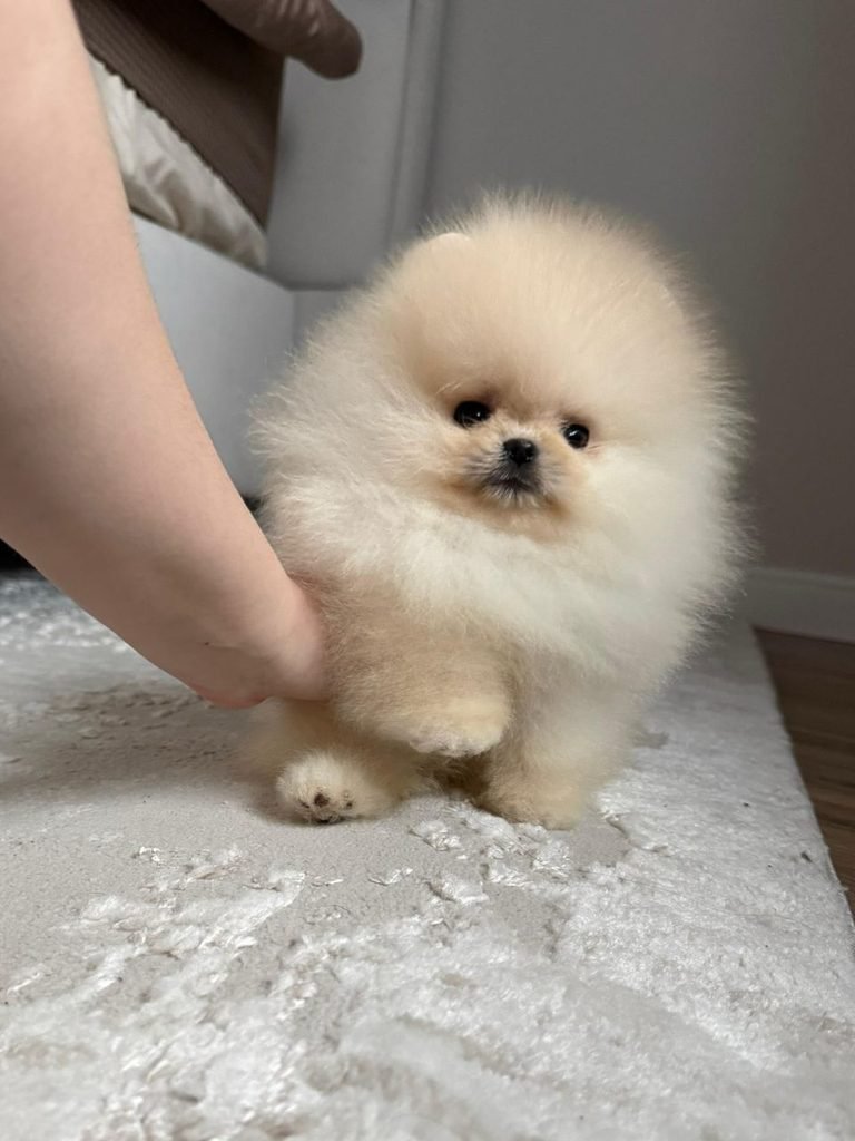 Cream Pomeranian puppy