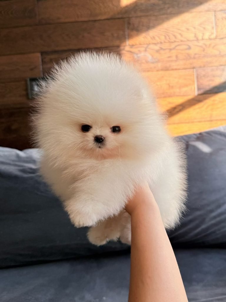 Family raised Pomeranian puppies