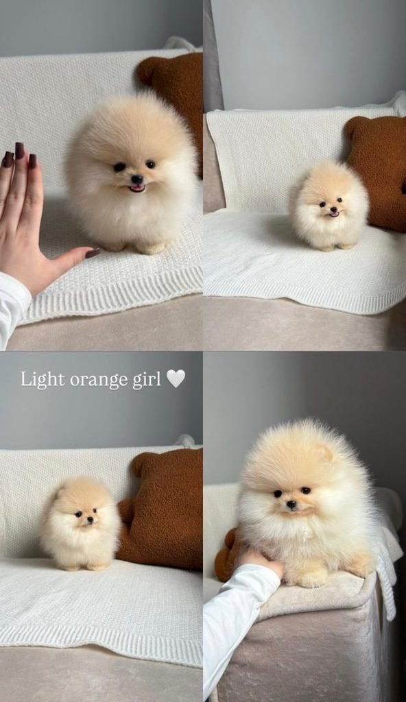 Orange Pomeranian puppies for sale