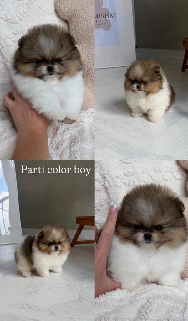 Parti Pomeranian Puppies