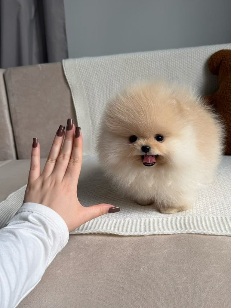 cute brown pomeranian girl