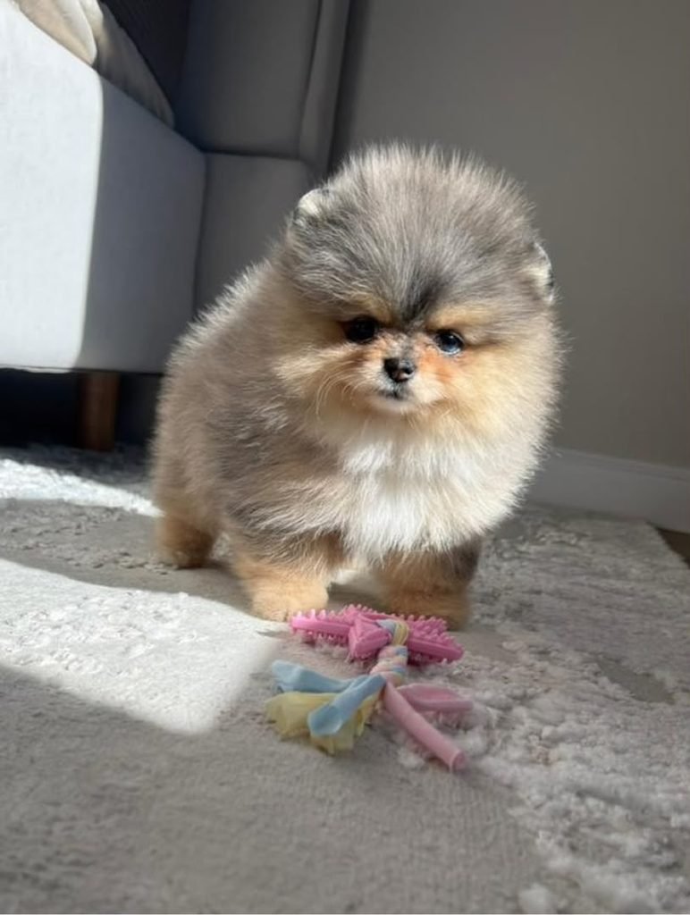 a merle pomeranian puppy indoor with a playing toy