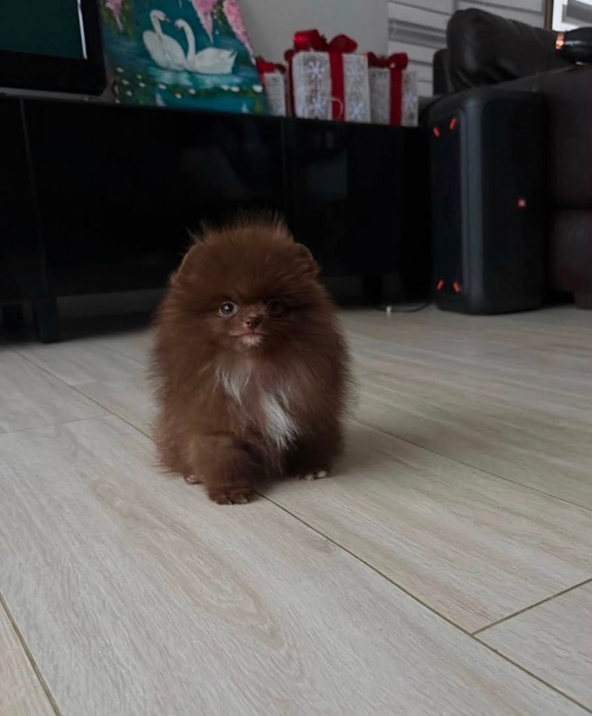 chocolate pomeranian puppy indoor