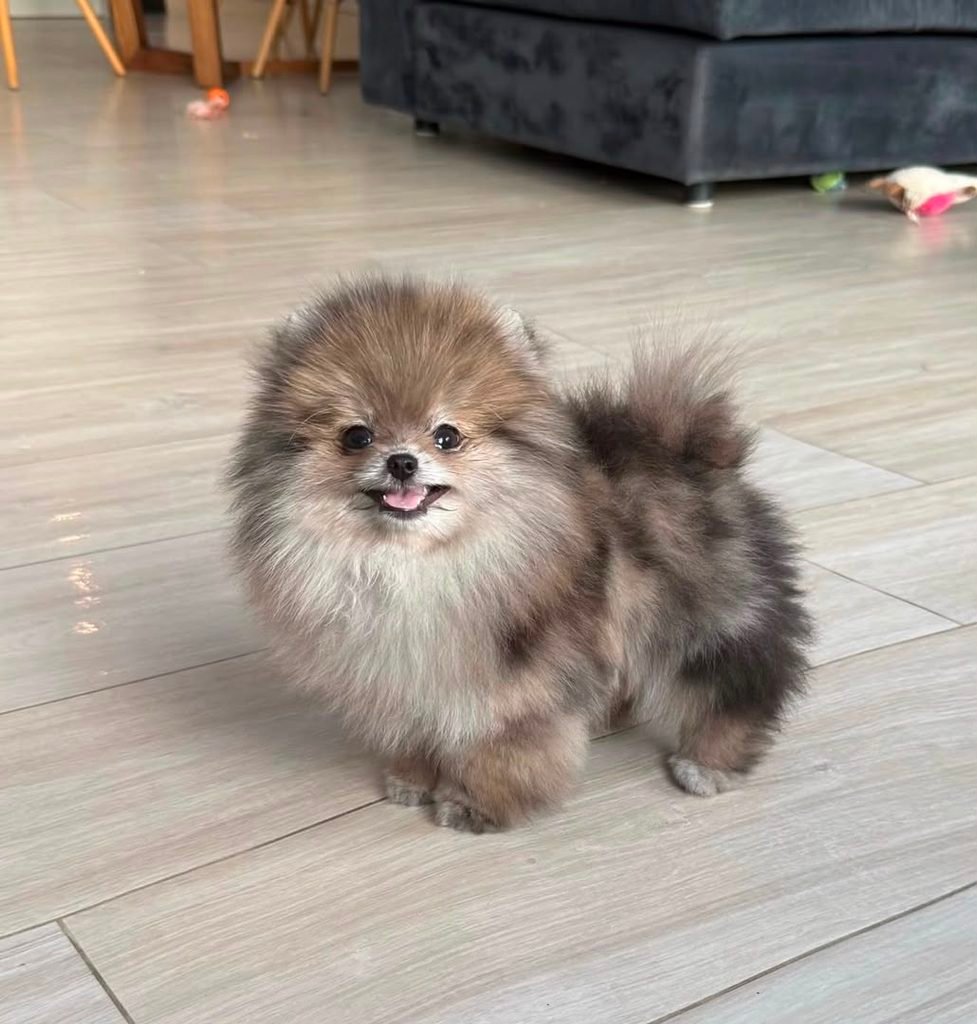 Merle pomeranian puppy indoor