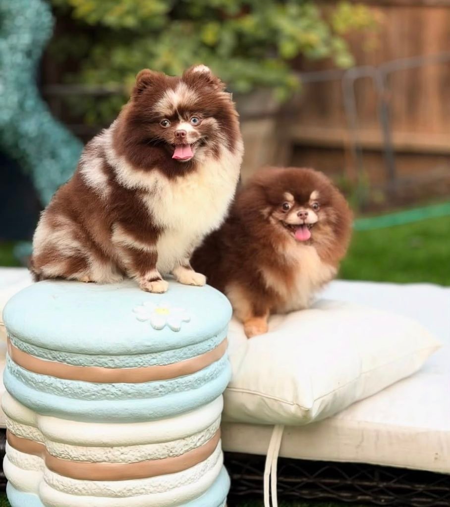ranian puppies outdoor