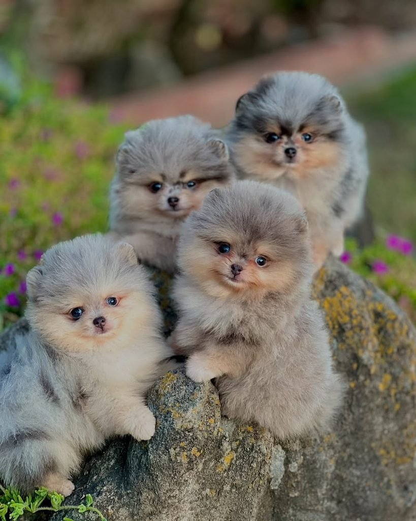Pomeranian puppies outdoor