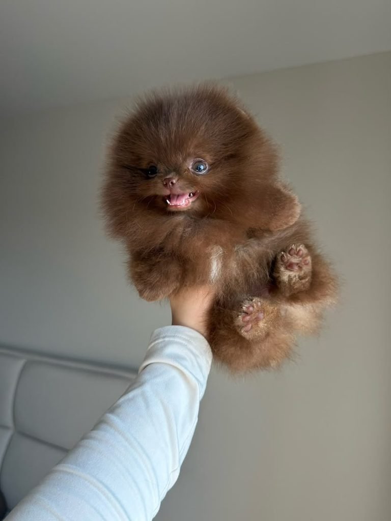 A pure breed chocolate pomeranian