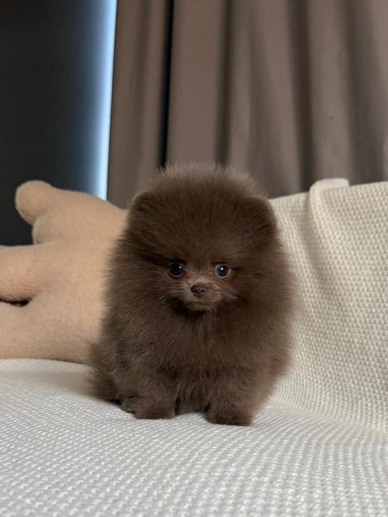 Pomeranian puppies ready to go home
