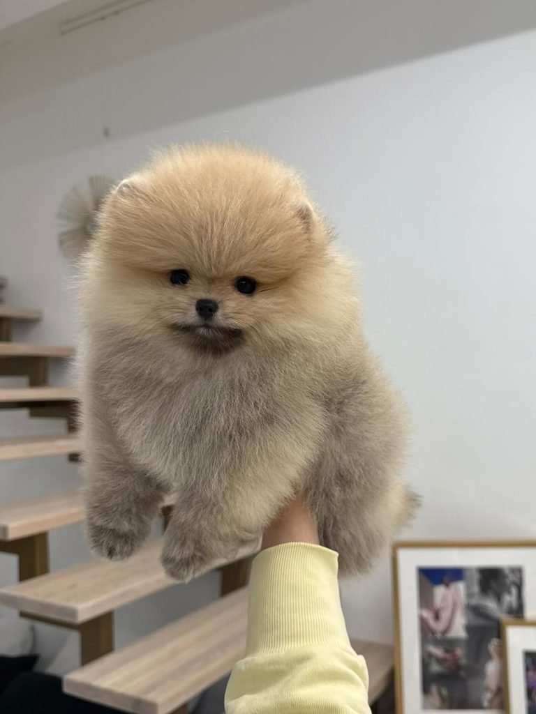 Pomeranian puppies looking for homes