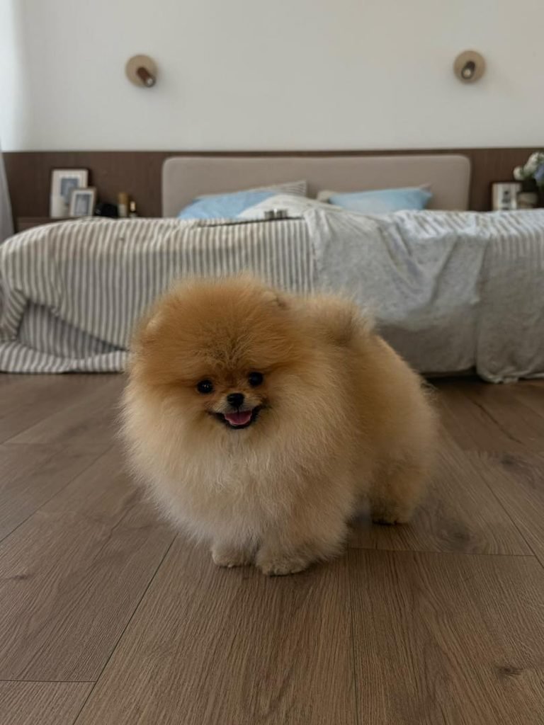 Pomeranian puppy with health guarantee