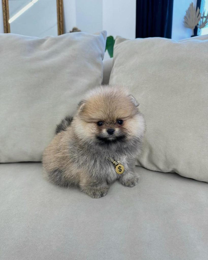Pomeranian puppy with vaccination records